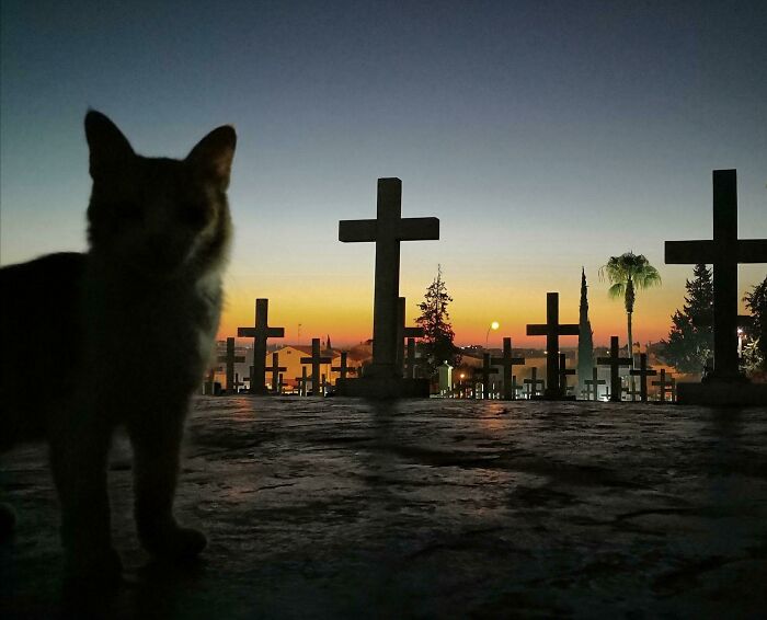 Silhouette of a cute cat in a cemetery at sunset, surrounded by crosses and trees.