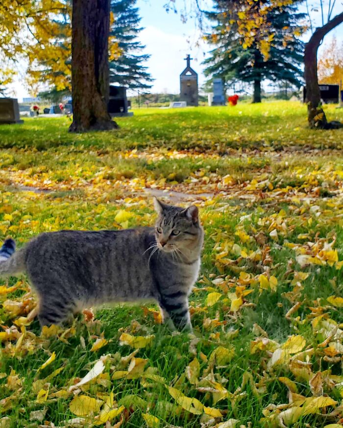 Gray tabby cat standing amidst autumn leaves in a cemetery setting, with headstones in the background.