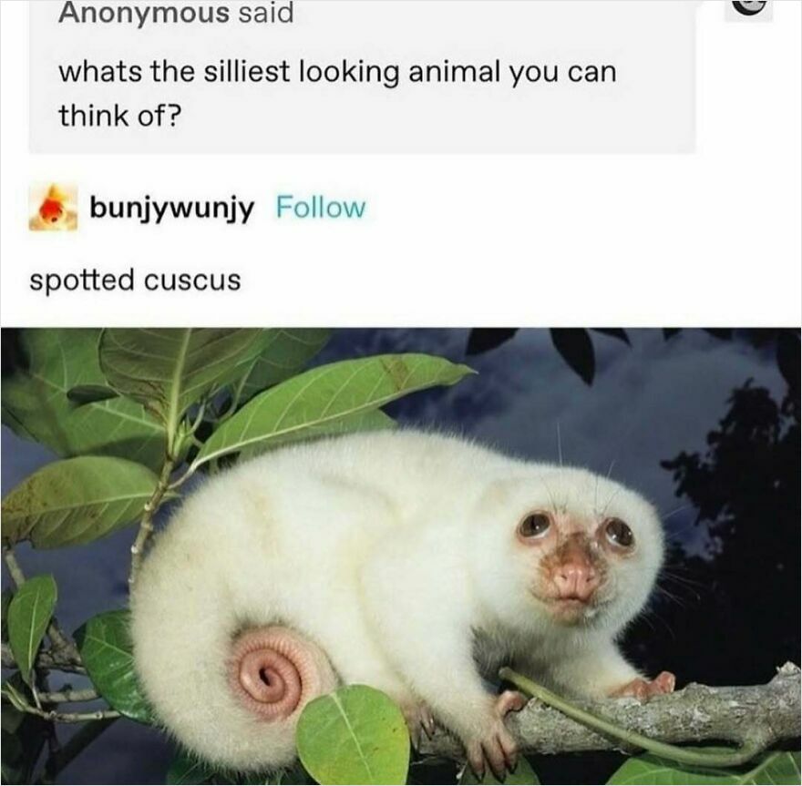 Spotted cuscus on a branch, part of a puncrastination meme highlighting funny animal looks.