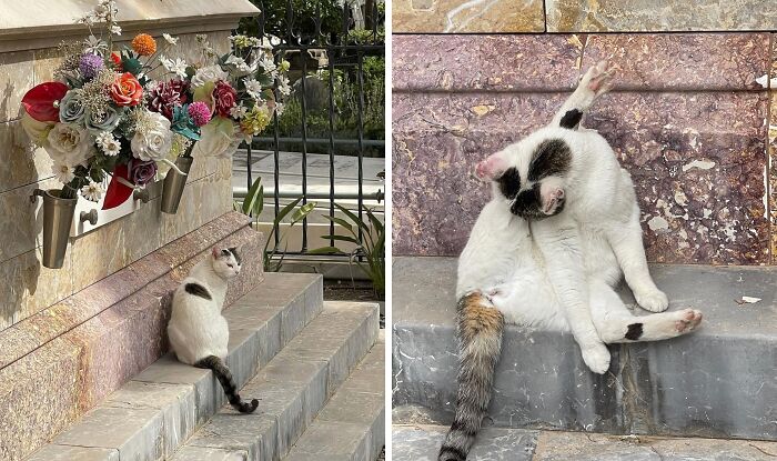 Cute cemetery cats sitting and lounging on stone steps near colorful flowers.