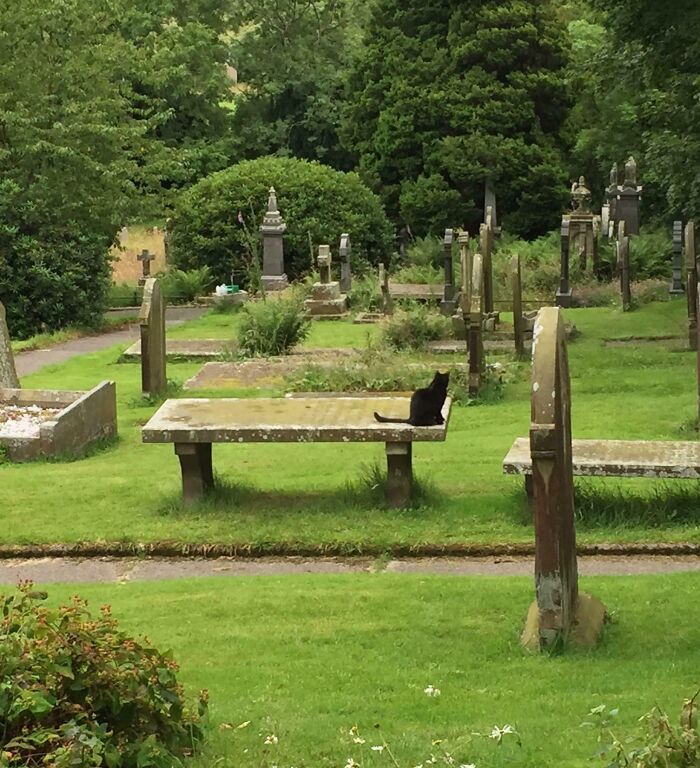 Cute cemetery cat sitting on a tombstone in a lush green graveyard.