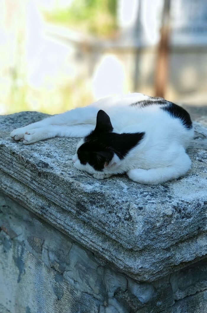 Cute cat sleeping peacefully on a stone slab in a cemetery.