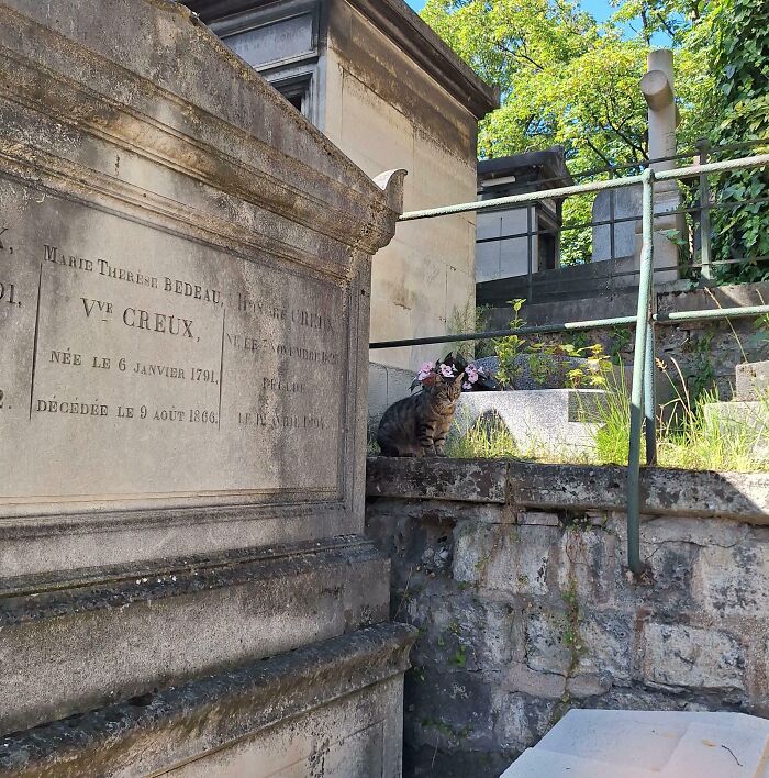 A cute cat sitting in a cemetery, blending with the serene and historic surroundings, adorned with flowers.