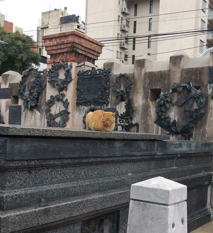 Cute cemetery cat resting on a mausoleum ledge, surrounded by decorative wreaths and urban background.