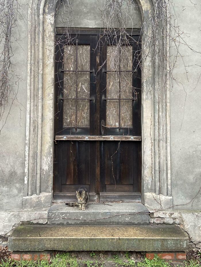 A cute cemetery cat sitting on steps in front of an old wooden door with branches hanging above.