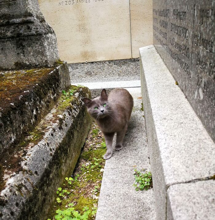 Gray cat in a cemetery, standing on moss-covered stone path, surrounded by old gravestones.