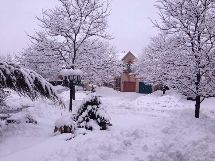 Snowy Canadian neighborhood with trees, lamp post, and a house, showcasing winter scenery.