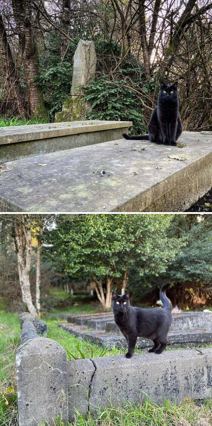 Black cats sitting and standing on cemetery tombstones surrounded by trees and greenery, showcasing cute cemetery cats.