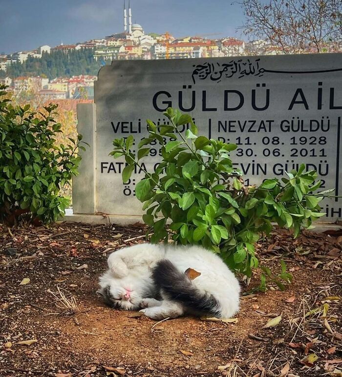 Cute cemetery cat peacefully napping by a grave marker in a scenic cemetery setting with a cityscape view in the background.