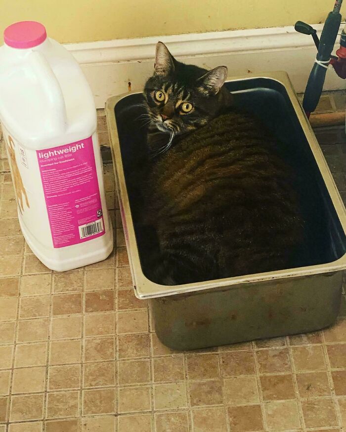 Cat sitting in a metal tray next to a container of cat litter on a tiled floor.