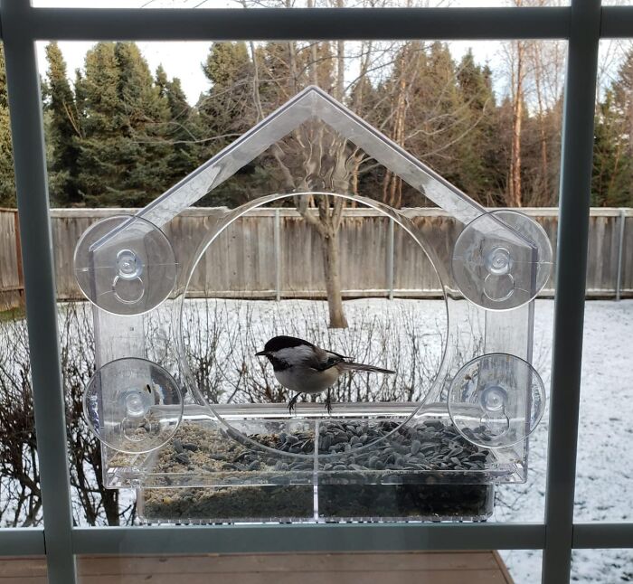 Bird on a window bird feeder, an example of worthwhile impulse buys.