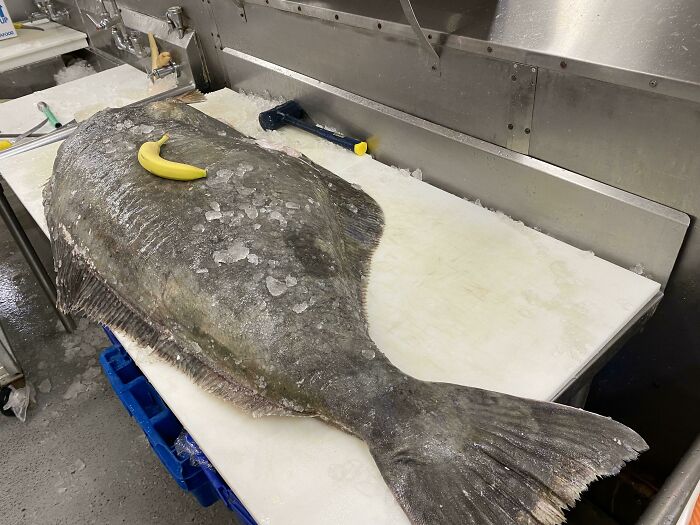 Large fish with a banana for scale in a food service industry setting on a metal counter.