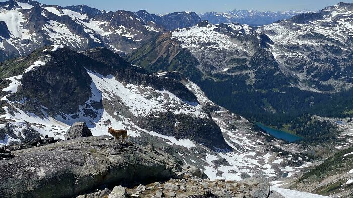 Dog standing on a snowy Canadian mountain peak with a panoramic view of rugged terrain in the background.