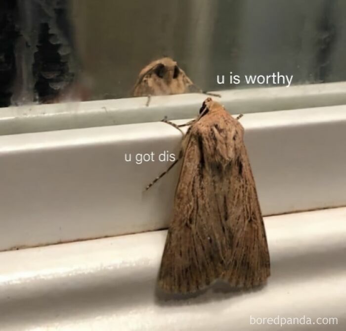Moth in front of a mirror with text "u is worthy", representing relatable memes for women.