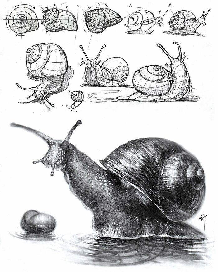 Hyper-realistic illustration of a snail by a South Korean artist, showcasing detailed sketches and shading.