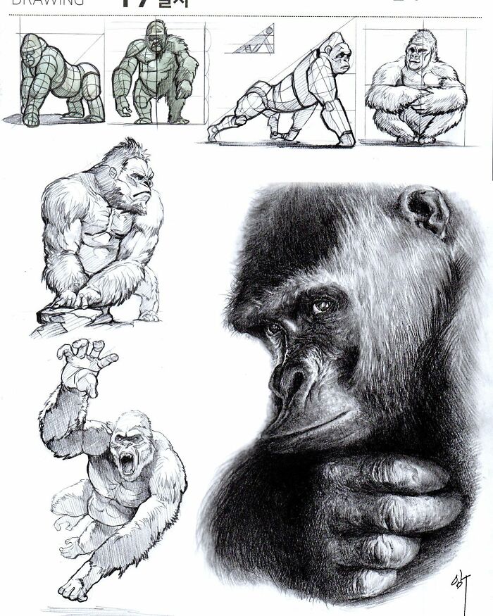 Hyper-realistic illustrations of gorillas by South Korean artist, showcasing various stages and poses in detailed sketches.