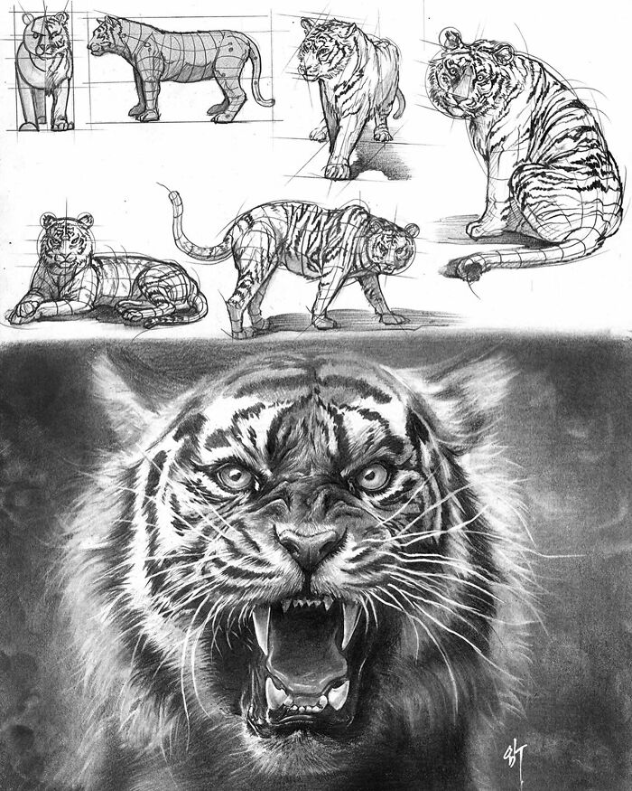 Hyper-realistic illustrations of a tiger by a South Korean artist, showing sketches and a detailed roaring tiger.
