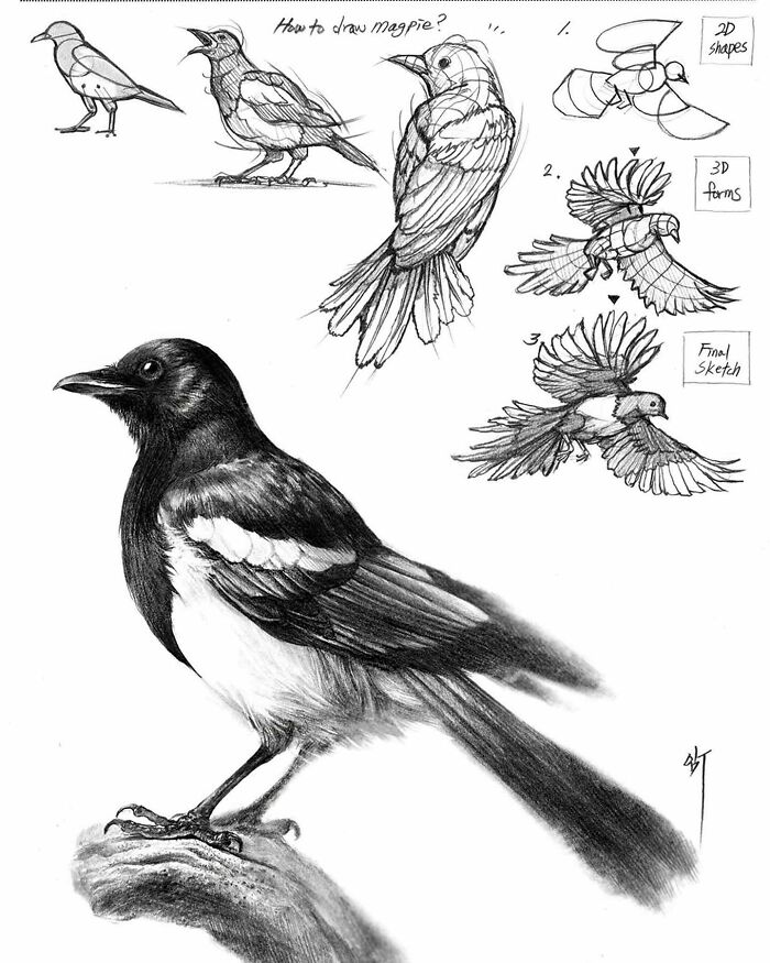 Hyper-realistic illustration of a magpie by South Korean artist, showcasing drawing steps from basic shapes to final sketch.