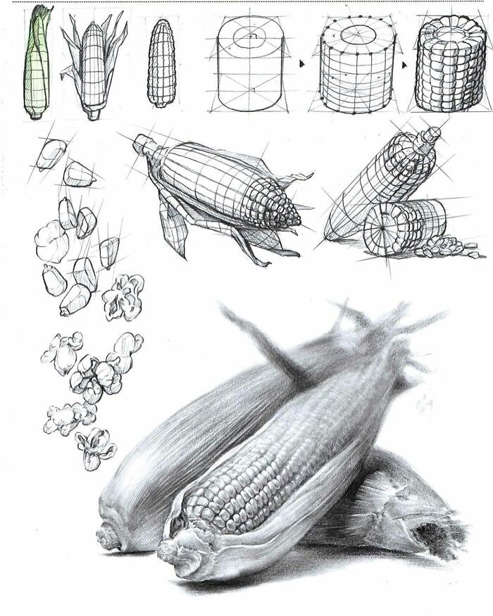 Hyper-realistic illustration of corn in various stages, drawn by a South Korean artist, showcasing meticulous detail and shading.
