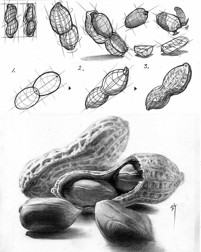 Hyper-realistic illustration of peanuts by South Korean artist, showing detailed sketches and shading techniques.