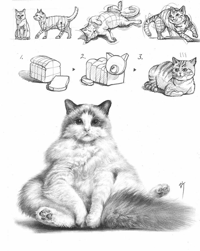Hyper-realistic illustration by South Korean artist showing a fluffy cat with step-by-step drawing process.