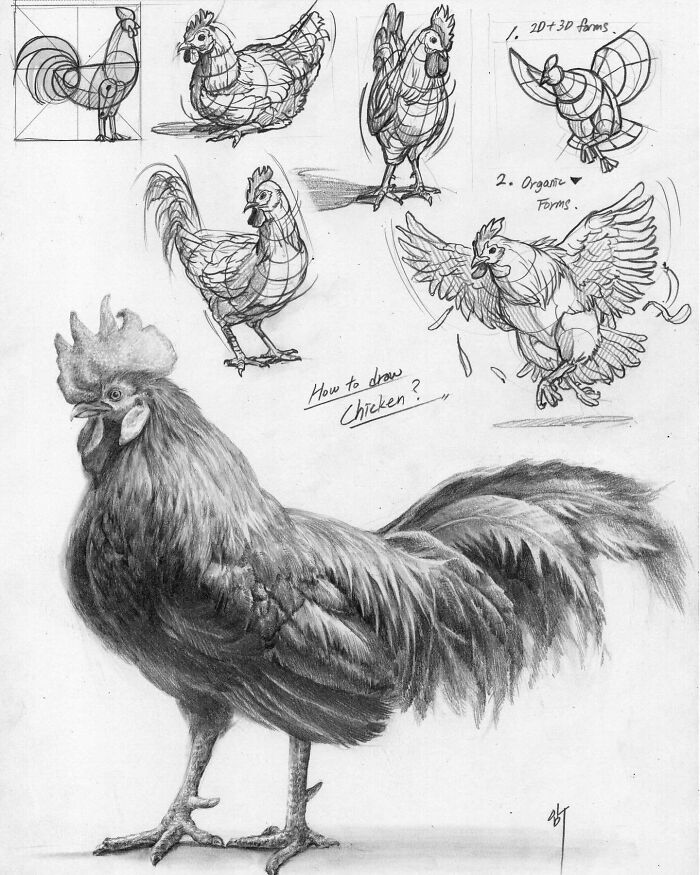 South Korean artist's hyper-realistic chicken illustrations showing detailed drawing techniques.