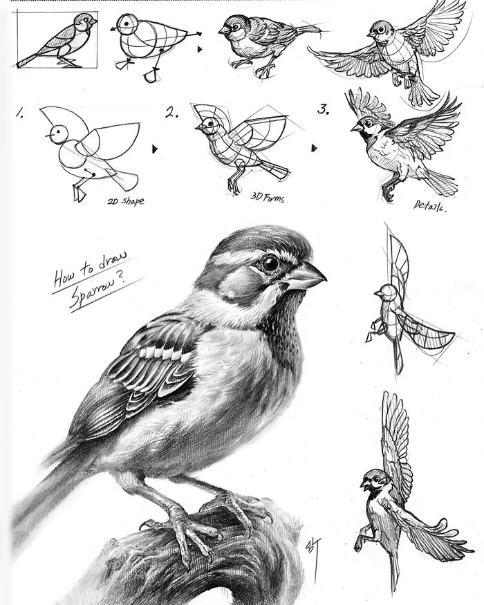 Hyper-realistic illustrations of a sparrow, showing step-by-step drawing process by South Korean artist.