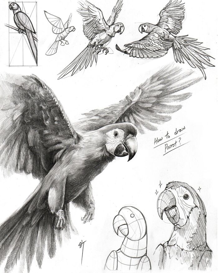Hyper-realistic illustration of parrots by a South Korean artist, showcasing detailed sketches and drawing techniques.