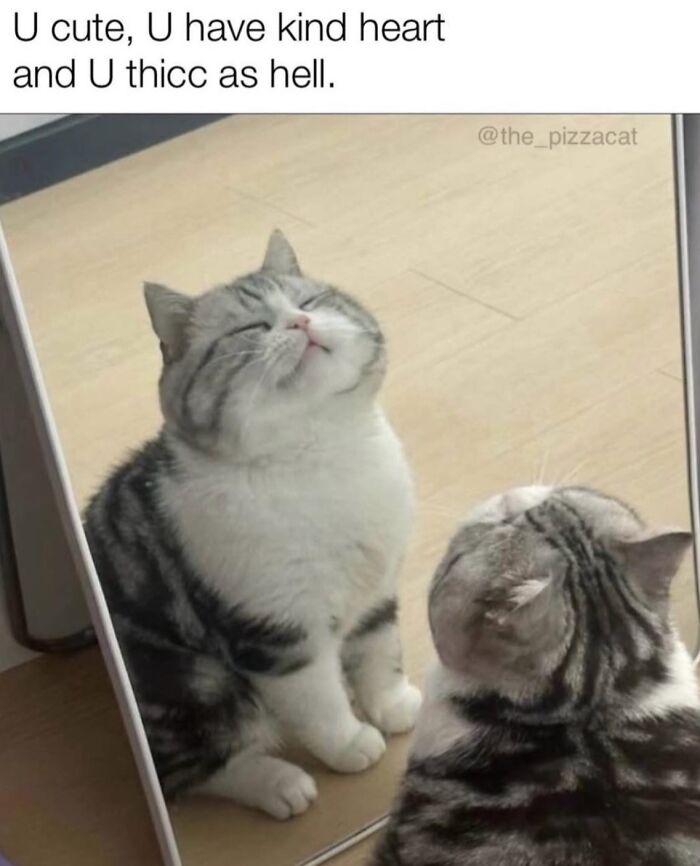 Cat meme with text "U cute, U have kind heart and U thicc as hell," reflecting in a mirror.