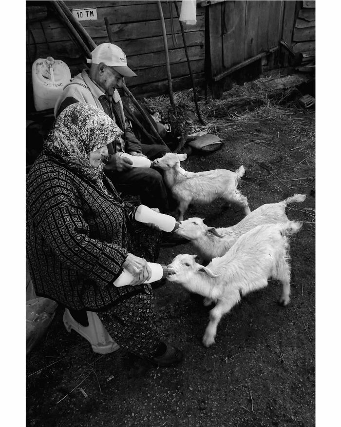 Elderly couple feeding goats in rural Turkey, captured in a black-and-white photograph.
