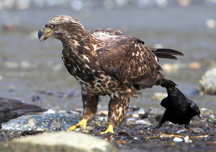 Eagle and crow on rocky ground, showcasing adorable and fun animal interactions.