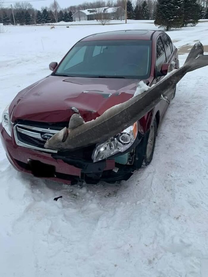 A weird image of a large fish impaled on a snow-covered red car's front bumper.