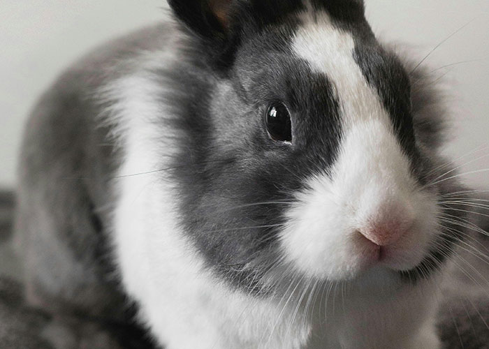 Close-up of a gray and white rabbit, fitting with stories of pets' bad behavior.