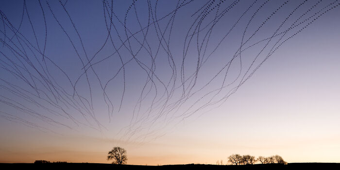 Migrating birds' flight patterns captured at dusk in a stunning photograph by Kathryn Cooper.