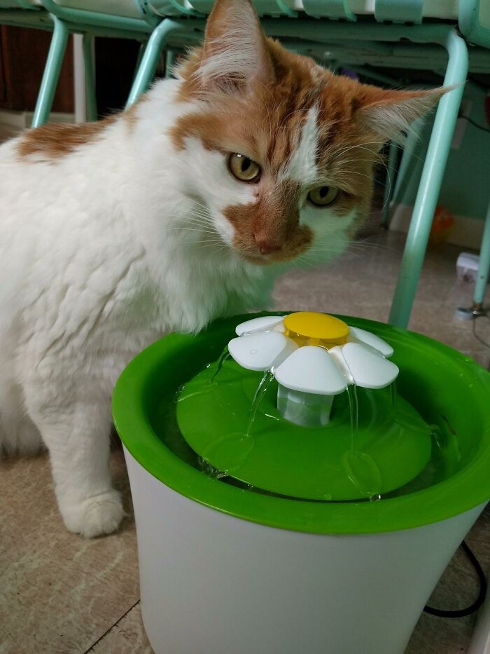 Cat drinking from a pet water fountain, showcasing long-term value worth every cent.