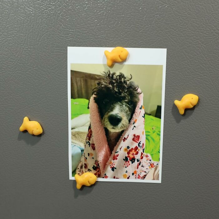 Photo of a dog wrapped in a floral blanket on the fridge, held by fish-shaped magnets, bringing joy.