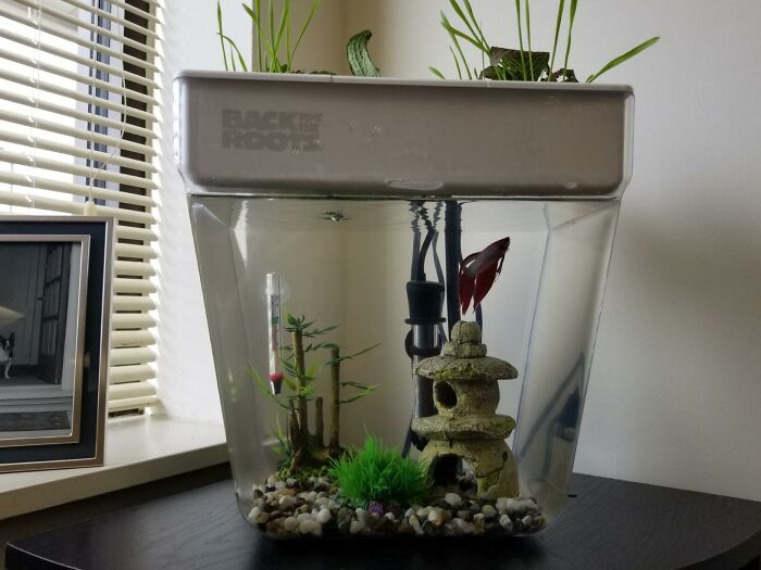Aquaponics system on a windowsill, featuring plants above a fish tank, showcasing indoor gardening essentials.