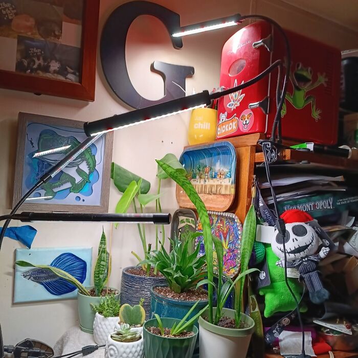 Indoor gardening setup with potted plants under LED grow lights, surrounded by colorful decor.