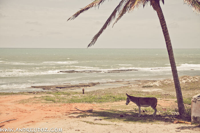 Retro Brazilian beach scene with a donkey under a palm tree by the ocean.