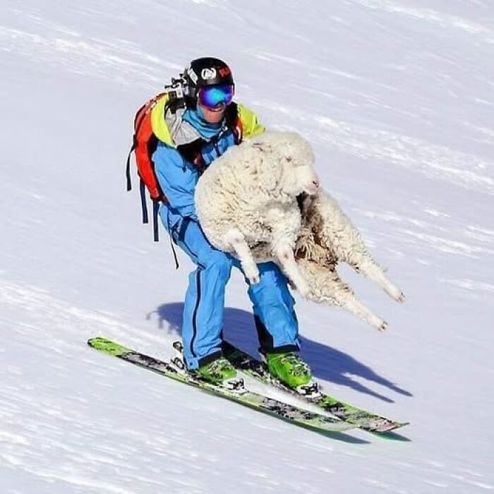Skier in blue gear holding a sheep while skiing downhill on snow; a truly weird image worth seeing.