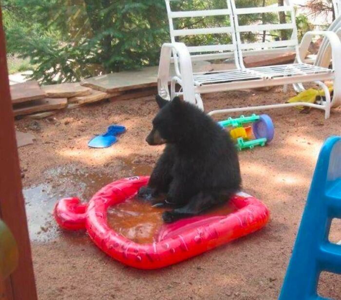 Un oso actuando sin sentido en una piscina inflable roja.