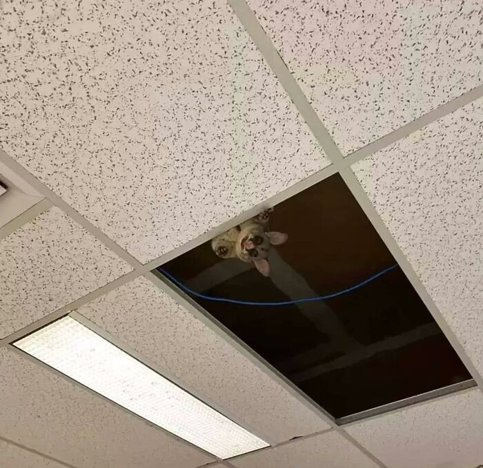 Perro curioso asomándose desde el techo, mostrando comportamiento como goblin en una oficina.