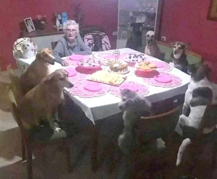 Perros sentados a la mesa con una persona, rodeados de platos y comida, creando una escena divertida y confusa.