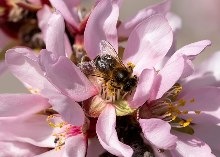 Bee nestled in pink flower petals, collecting nectar, showcasing a wholesome scene.
