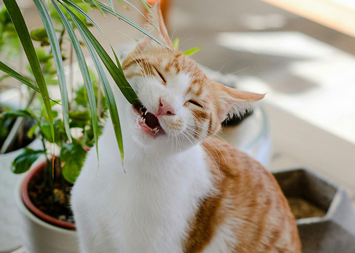 Cat chewing on plant leaves, playfully showing the worst thing pets do indoors.
