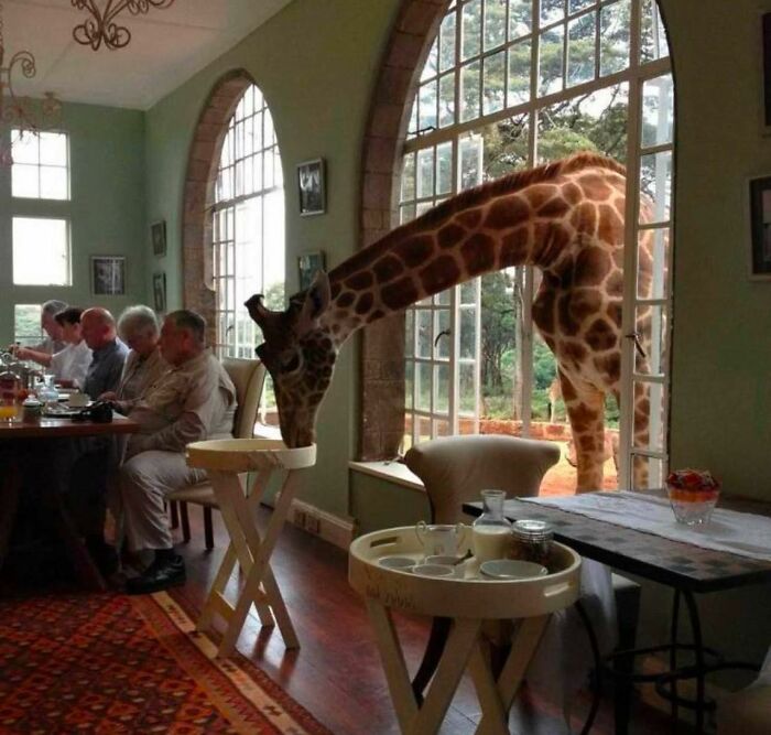 Jirafa asomándose por la ventana de un restaurante, actuando de forma divertida y curiosa.