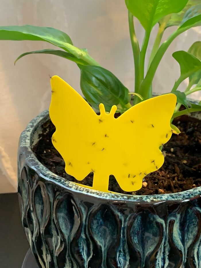 Butterfly-shaped fly trap in a ceramic pot with green leaves, highlighting indoor gardening essentials.