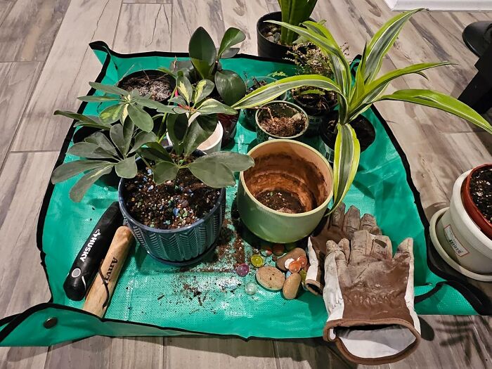 Indoor gardening essentials: various potted plants, gardening gloves, and tools on a green mat.