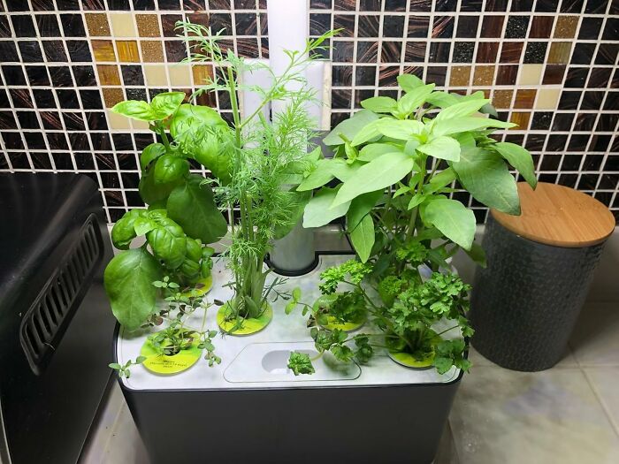 Indoor gardening essentials featuring a variety of herbs growing in a compact planter with a tiled backdrop.