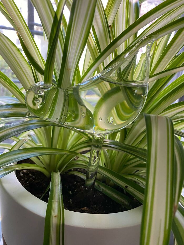 Glass watering globe in a spider plant pot, essential for indoor gardening.